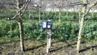  plantation en Axe, 5x2m, micro-aspersion, avec sondes WATERMARK installées à 15/30/45/60cm