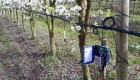 Prune américano-japonaise en pleine floraison avec 3 postes de mesure, profondeur 25/50cm, espacés de 40m dans la pente 